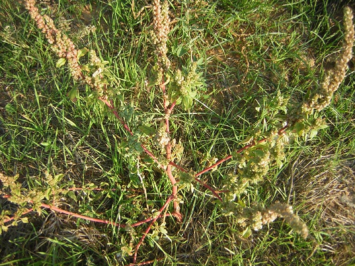 pianta erbacea - Amaranthus sp